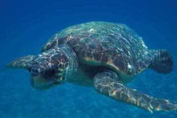 Caretta caretta